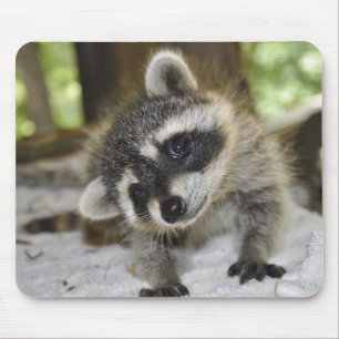Nieuwsgierig Raccoon - Mousepad Muismat