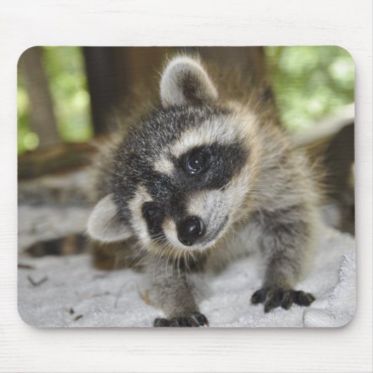 Nieuwsgierig Raccoon - Mousepad Muismat (Voorkant)