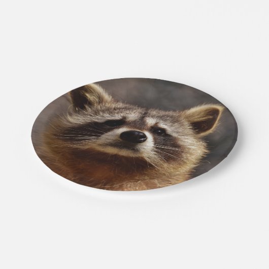 nieuwsgierig Raccoon Papieren Bordje (Gekanteld)