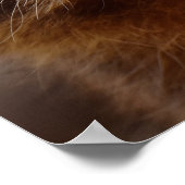 nieuwsgierig Raccoon Poster (Hoek)