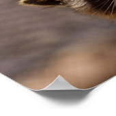 nieuwsgierig Raccoon Poster (Hoek)