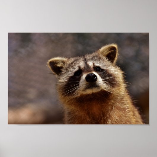 nieuwsgierig Raccoon Poster (Voorkant)