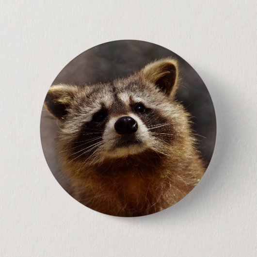 nieuwsgierig Raccoon Ronde Button 5,7 Cm (Voorkant)