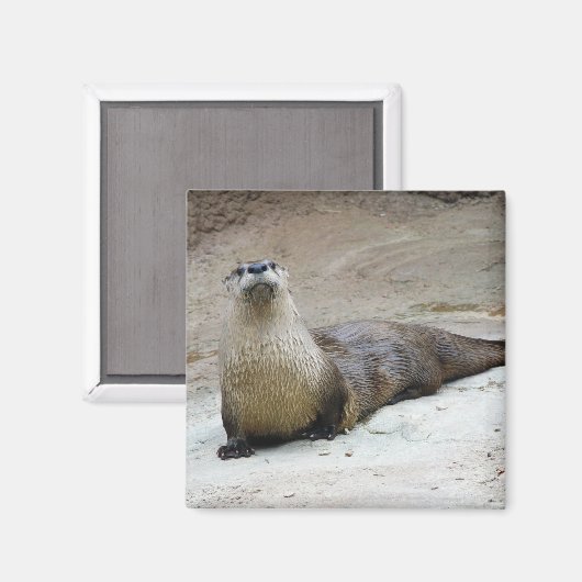 Nieuwsgierig River Otter Magneet (Voorkant / Achterkant)