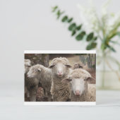 Nieuwsgierig schaap briefkaart (Staand voorkant)