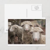 Nieuwsgierig schaap briefkaart (Voorkant / Achterkant)