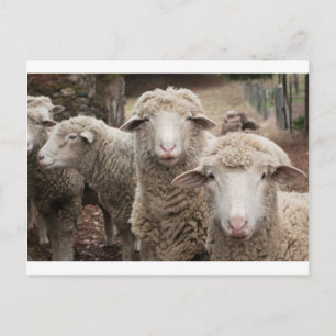 Nieuwsgierig schaap briefkaart