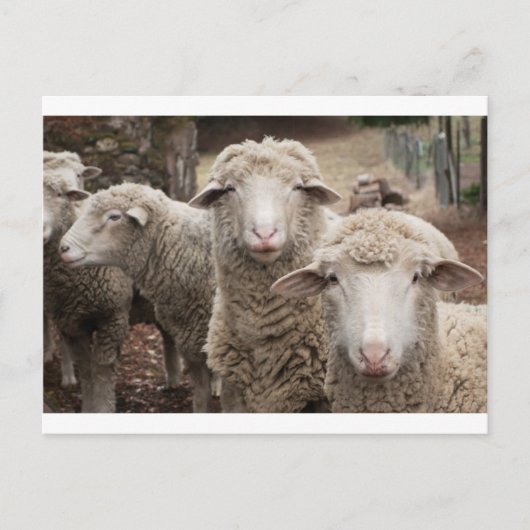 Nieuwsgierig schaap briefkaart (Voorkant)