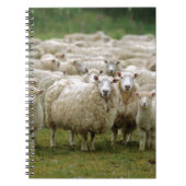 Nieuwsgierig schaap notitieboek (Voorkant)