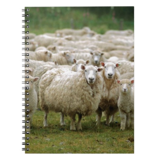 Nieuwsgierig schaap notitieboek (Voorkant)