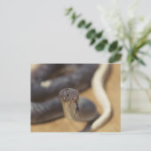 nieuwsgierig Snake Briefkaart (Staand voorkant)