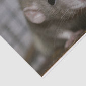 nieuwsgierig tissuepapier (Detail)