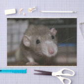 nieuwsgierig tissuepapier (Craft)