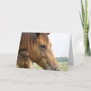 Nieuwsgierig volbloed Wenskaart Kaart