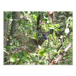 Nieuwsgierig Whitetail Deer Foto Afdruk