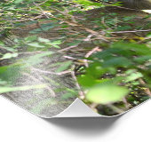 Nieuwsgierig Whitetail Deer Foto Foto Afdruk (Hoek)