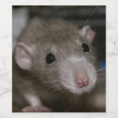 nieuwsgierig wijn etiket (Enkel label)