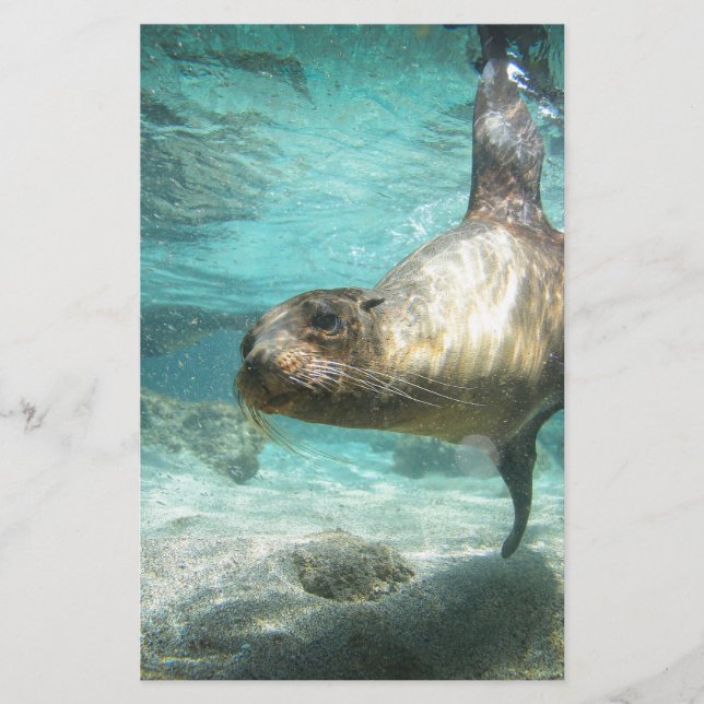 Nieuwsgierig zee leeuw Galapagos onder water (Voorkant)