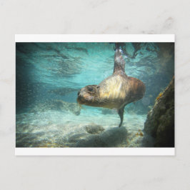 Nieuwsgierig zee leeuw Galapagos onder water Briefkaart