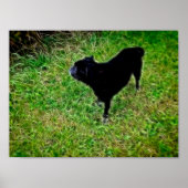 Nieuwsgierig zink in briljante vezels op zwart poster (Voorkant)