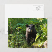 Nieuwsgierig zwart Beer Briefkaart (Voorkant / Achterkant)