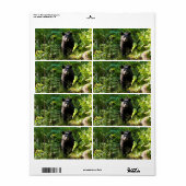 Nieuwsgierig zwart Beer Etiket (Full Sheet)