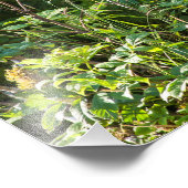 Nieuwsgierig zwart Beer Foto Afdruk (Hoek)