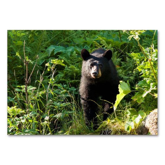 Nieuwsgierig zwart Beer Kaart (Voorkant)