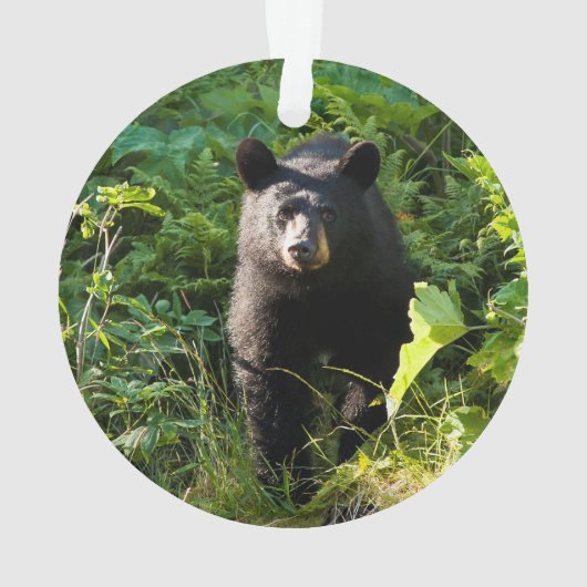 Nieuwsgierig zwart Beer Ornament (achterkant)