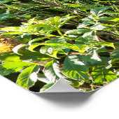 Nieuwsgierig zwart Beer Poster (Hoek)