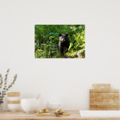 Nieuwsgierig zwart Beer Poster (Keuken)