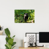 Nieuwsgierig zwart Beer Poster (Thuiskantoor)