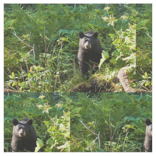 Nieuwsgierig zwart Beer Stof (Close Up)