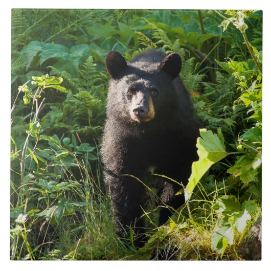 Nieuwsgierig zwart Beer Tegeltje (Voorkant)