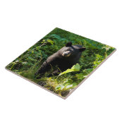 Nieuwsgierig zwart Beer Tegeltje (Zijkant)