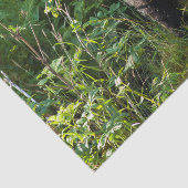 Nieuwsgierig zwart Beer Tissuepapier (Detail)