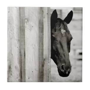 Nieuwsgierig zwart paard tegeltje