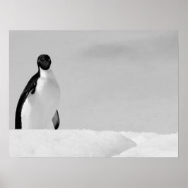 Nieuwsgierige Adelie Penguin staat op Antarctische Poster