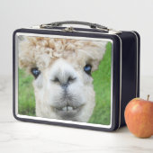 Nieuwsgierige Alpaca Foto (In situ)