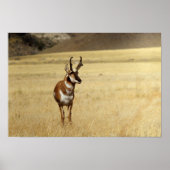 Nieuwsgierige Antelope Print (Voorkant)