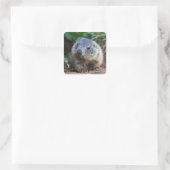 Nieuwsgierige Baby Marmot Stickers (Tas)