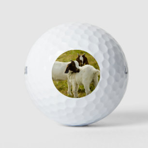 Nieuwsgierige Boer Geiten in Zonnige Weide Boerder Golfballen