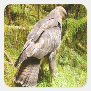 Nieuwsgierige buizerd op zoek naar larven Wilde di Vierkante Sticker