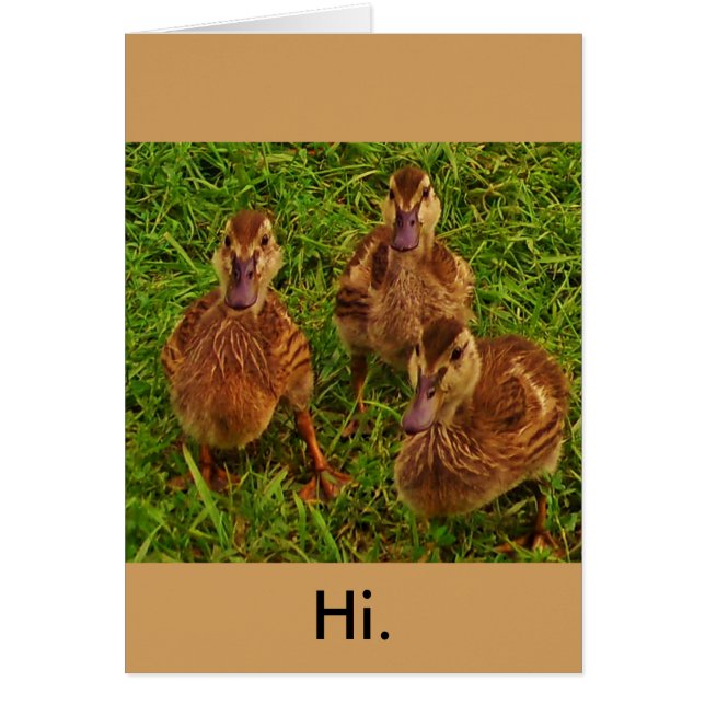 nieuwsgierige Eucks (Voorkant)