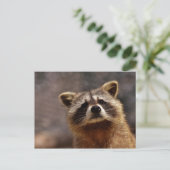 nieuwsgierige foto van Raccoon Briefkaart (Staand voorkant)