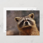 nieuwsgierige foto van Raccoon Briefkaart (Voorkant / Achterkant)