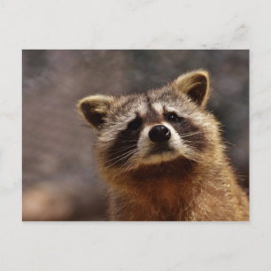nieuwsgierige foto van Raccoon Briefkaart
