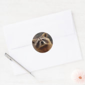 nieuwsgierige foto van Raccoon Ronde Sticker (Envelop)