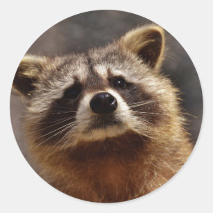 nieuwsgierige foto van Raccoon Ronde Sticker