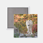 Nieuwsgierige Grijze Wolf Magneet (Voorkant / Achterkant)